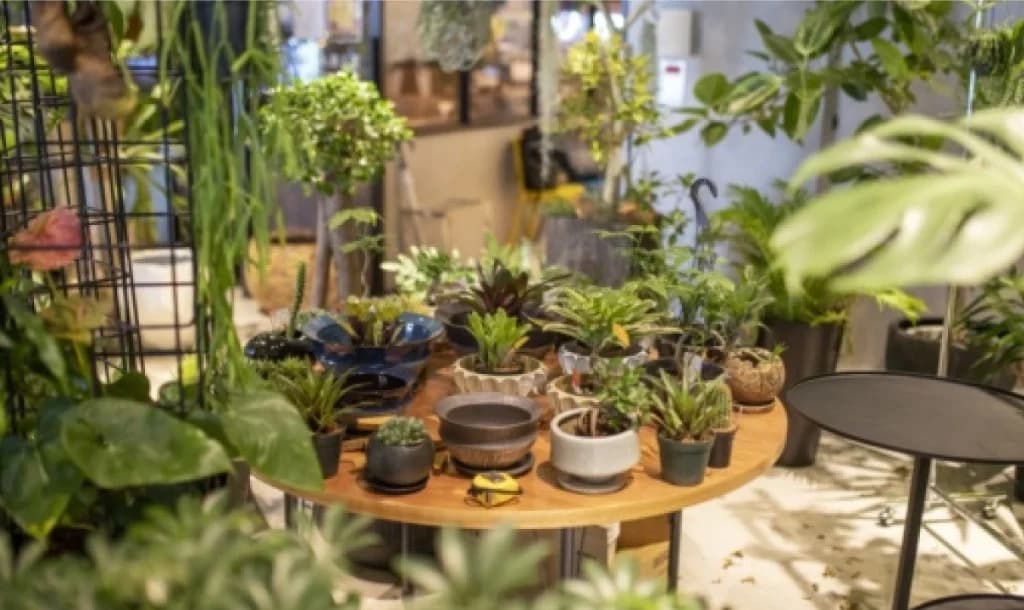 CRAZY GREEN のビカクシダなど、個性ある葉のディスプレイ