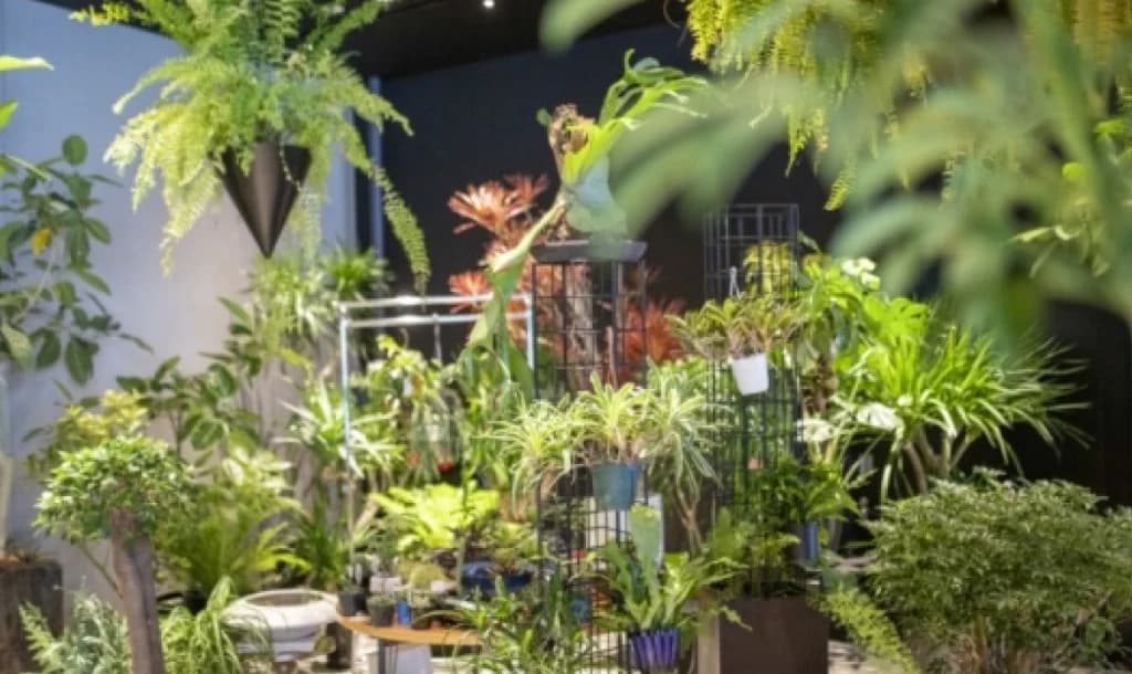 CRAZY GREEN の棚と吊り鉢。緑のレイヤーが重なる店内