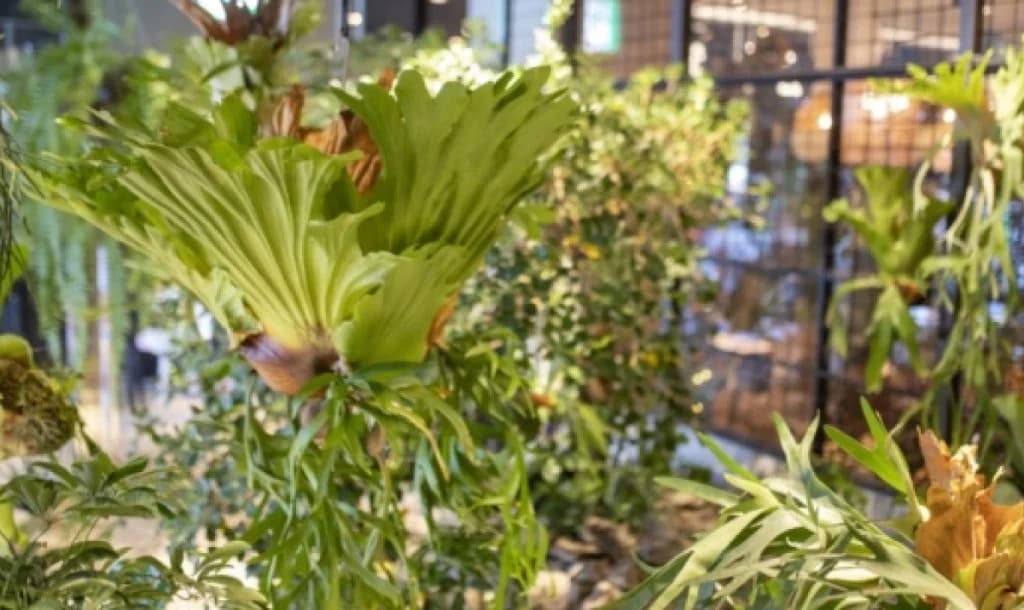 CRAZY GREEN のテーブル。多肉や観葉のセレクトが並ぶ